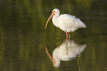 Image showing White Ibis, Eudocimus albus