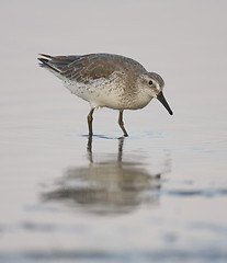 Image showing Red Knot, Calidris canutus