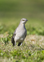 Image showing Northern Mockingbird, Mimus polyglottos