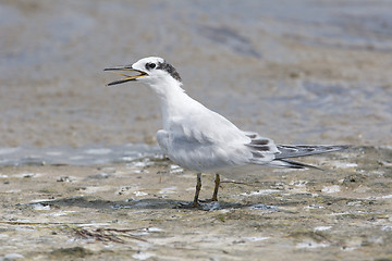 Image showing Sandwich Tern, Thalasseus sandvicensis