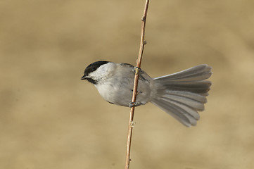Image showing Willow Tit