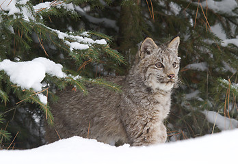 Image showing Lynx