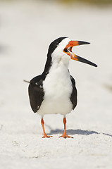 Image showing Black Skimmer, Rynchops niger