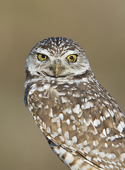 Image showing Burrowing Owl, Athene cunicularia