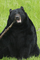 Image showing Black Bear