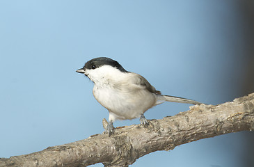 Image showing Willow Tit, Parus montanus