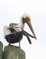 Image showing Brown Pelican, Pelecanus occidentalis