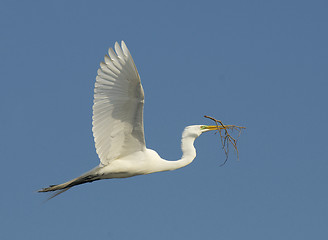 Image showing Great Egret, Ardea alba