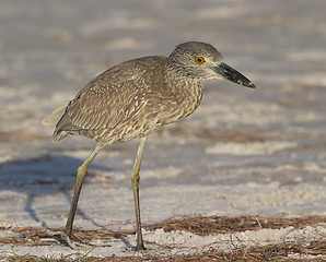 Image showing Adult Yellow-crowned Night Heron, Nyctanassa violacea