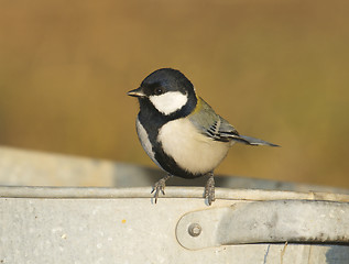 Image showing Great Tit, Parus major