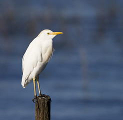 Image showing Cattle Egret, Bubulcus ibis