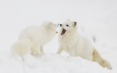 Image showing Arctic Fox