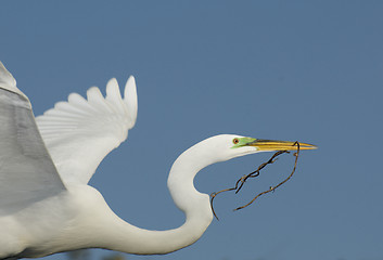 Image showing Great Egret, Ardea alba