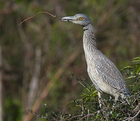 Image showing Adult Yellow-crowned Night Heron, Nyctanassa violacea