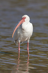 Image showing White Ibis, Eudocimus albus