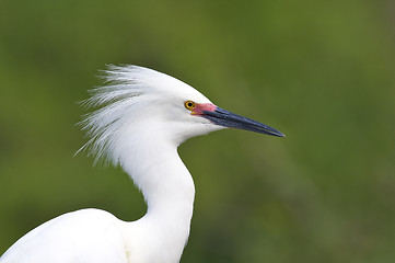 Image showing Snowy Egret, Egretta thula