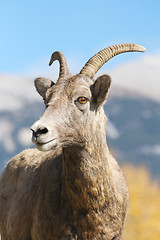 Image showing Bighorn Sheep