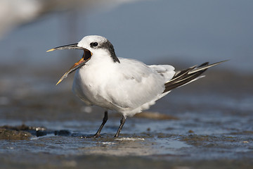 Image showing Sandwich Tern, Thalasseus sandvicensis