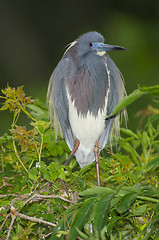 Image showing Tricolor Heron, Egretta tricolor