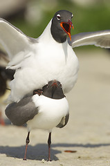 Image showing Laughing Gull, Larus atricilla