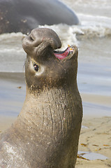 Image showing Endangered Elephant Seal