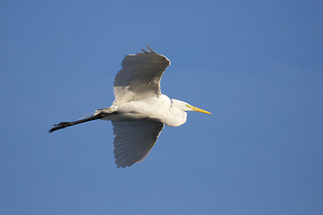 Image showing Great Egret, Ardea alba