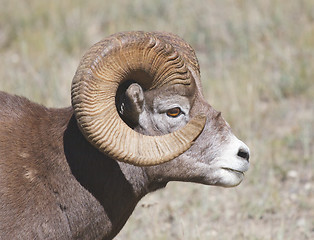 Image showing Bighorn Sheep