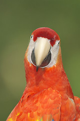 Image showing Macaw, Ara severa