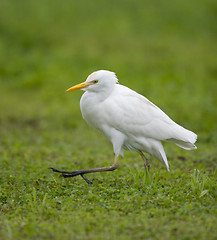 Image showing Cattle Egret, Bubulcus ibis