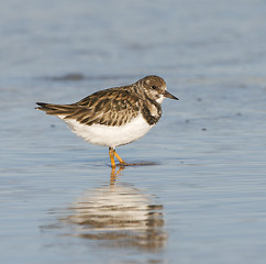 Image showing Ruddy Turnstone, Arenaria interpres