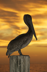 Image showing Brown Pelican, Pelecanus occidentalis