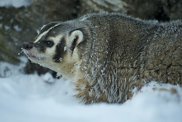 Image showing American Badger