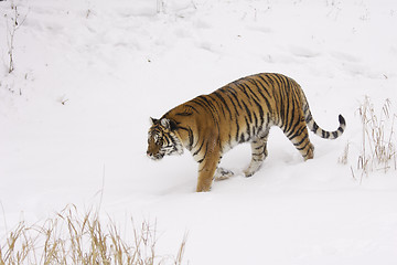 Image showing Amur Tiger