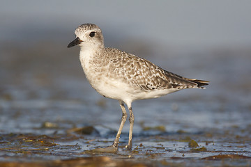 Image showing Black-bellied Plover, Pluvialis squatorola