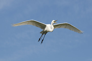 Image showing Great Egret, Ardea alba