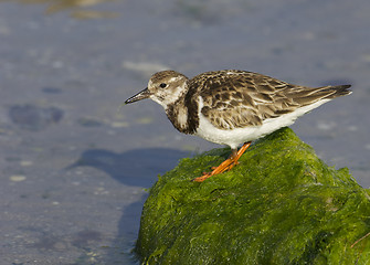 Image showing Ruddy Turnstone, Arenaria interpres