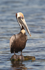 Image showing Brown Pelican, Pelecanus occidentalis