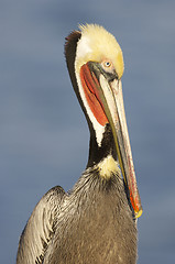 Image showing California Brown Pelican, Pelecanus occidentalis