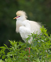 Image showing Cattle Egret, Bubulcus ibis