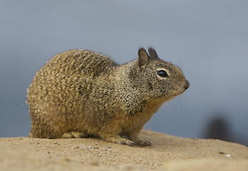 Image showing California Ground Squirrel
