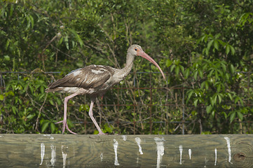 Image showing White Ibis, Eudocimus albus