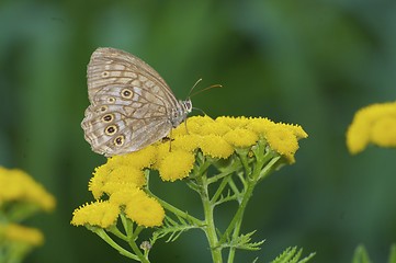 Image showing Three spotted Brown Butterfly