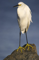 Image showing Snowy Egret, Egretta thula