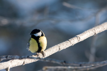 Image showing great tit