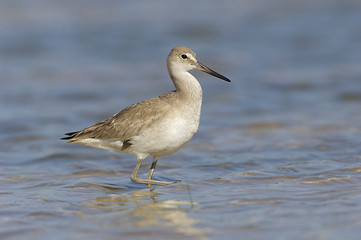 Image showing Eastern Willet, Tringa semipalmata