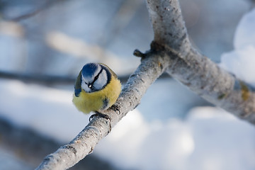 Image showing Blue tit on twig