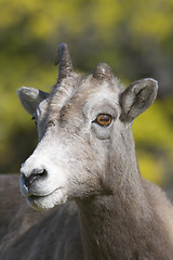 Image showing Bighorn Sheep