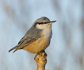 Image showing Eurasian Nuthatch, Sitta europaea