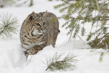 Image showing Bobcat in deep white snow