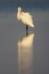 Image showing Great Egret, Ardea alba